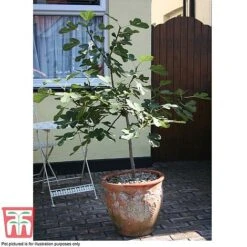 Fig 'Chelsea' (Standard) -EcoFlora Sales Shop FIG T56489 E