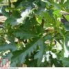 Fig 'Ice Crystal' -EcoFlora Sales Shop FIG T80282 A