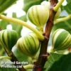 Fig 'Panachee' -EcoFlora Sales Shop FIGPANACHEE KC5371 A