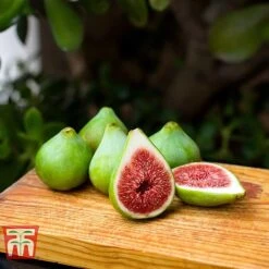 Fig 'Dalmatie' -EcoFlora Sales Shop FIGS T80281 C