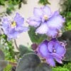 Saintpaulia 'Blue Dragon' -EcoFlora Sales Shop FLSAFR33263