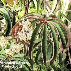 Begonia Luxurians -EcoFlora Sales Shop FLSBEG314972