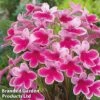 Streptocarpus 'Caitlin' -EcoFlora Sales Shop FLSSTR20404
