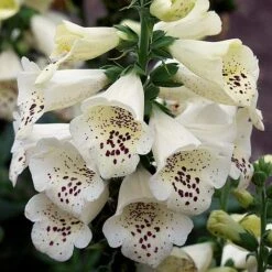 Foxglove 'Camelot Cream' -EcoFlora Sales Shop FOXG T57892 A h