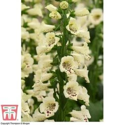 Foxglove 'Camelot Cream' -EcoFlora Sales Shop FOXG T57892 B
