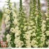 Foxglove 'Camelot Cream' 1 Foxglove 'Camelot Cream' -EcoFlora Sales Shop FOXG T57892 D