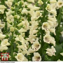 Foxglove 'Camelot Cream' -EcoFlora Sales Shop FOXG T57892 E