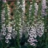 Foxglove 'Camelot Lavender' -EcoFlora Sales Shop FOXG T57894 A h