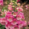 Foxglove 'Camelot Rose' 2 Foxglove 'Camelot Rose' -EcoFlora Sales Shop FOXG T57896 A h
