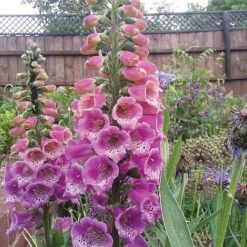 Foxglove 'Camelot Rose' -EcoFlora Sales Shop FOXG T57896 C h