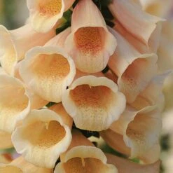 Foxglove 'Dalmatian Peach' -EcoFlora Sales Shop FOXG T58354 B h