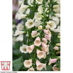 Foxglove 'Dalmatian Peach' -EcoFlora Sales Shop FOXG T58354 D