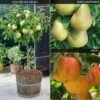 Mini Apple And Pear Tree Collection -EcoFlora Sales Shop FRUI 61617V A1