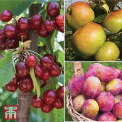 Favourite Fruit Tree Collection -EcoFlora Sales Shop FRUI KA7999 AA NOW