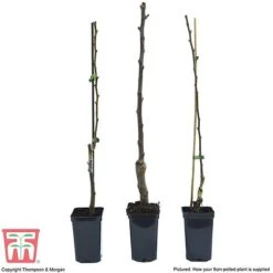 Fruit Tree Collection (Mini Fruit Tree) -EcoFlora Sales Shop FRUI T69446P F1