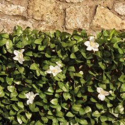 White Flower Hedge Trellis - 1x2m -EcoFlora Sales Shop G2395 3