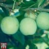 Gage 'Old Greengage' -EcoFlora Sales Shop GAGE TKA1899 A