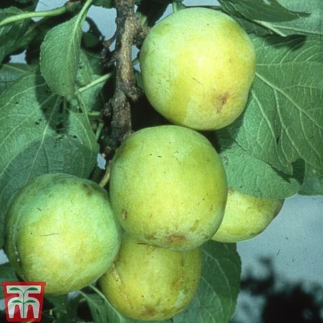 Gage 'Reine Claude D´Oullins' 4 Gage 'Reine Claude D´Oullins' - Image 2