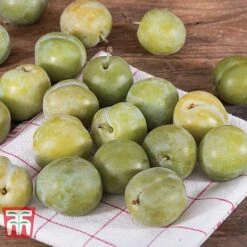 Gage 'Reine Claude D´Oullins' 8 Gage 'Reine Claude D´Oullins' -EcoFlora Sales Shop GAGE TKA1901 B