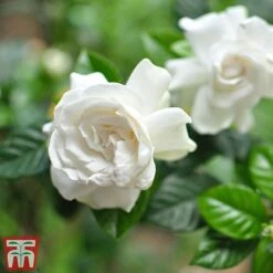 Gardenia 'Deluxe' -EcoFlora Sales Shop GARD TKA2913 B