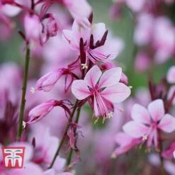 Gaura 'Baby Butterfly Dark Pink' -EcoFlora Sales Shop GAUR KB1025 A