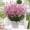 Gaura 'Baby Butterfly Dark Pink'