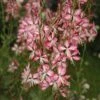 Gaura Lindheimeri 'Rosyjane' -EcoFlora Sales Shop GAUR T57756 A h