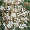 Gaura Lindheimeri 1 Gaura Lindheimeri -EcoFlora Sales Shop GAUR T64160 A h