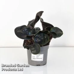 Geogenanthus Ciliatus 'Midnight Pearl' 9 Geogenanthus Ciliatus 'Midnight Pearl' -EcoFlora Sales Shop GEOG MIDNI13CM T44492