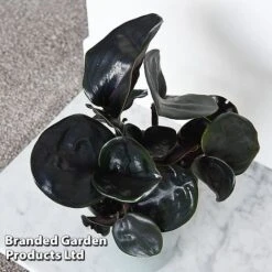 Geogenanthus Ciliatus 'Midnight Pearl' 10 Geogenanthus Ciliatus 'Midnight Pearl' -EcoFlora Sales Shop GEOG MIDNIGHTP T44495