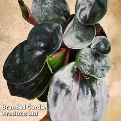 Geogenanthus Ciliatus 'Midnight Pearl' 11 Geogenanthus Ciliatus 'Midnight Pearl' -EcoFlora Sales Shop GEOG MIDNIGHTP WKF1191