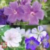 Geranium 'Hardy Blues Collection'