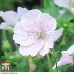 Geranium 'Hardy Blues Collection' -EcoFlora Sales Shop GER T12027P C