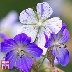 Geranium 'Hardy Blues Collection' -EcoFlora Sales Shop GER T12027P D