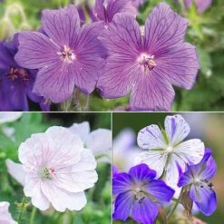 Geranium 'Hardy Blues Collection' -EcoFlora Sales Shop GER T12027P NOW1