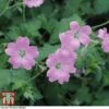 Geranium Endressii