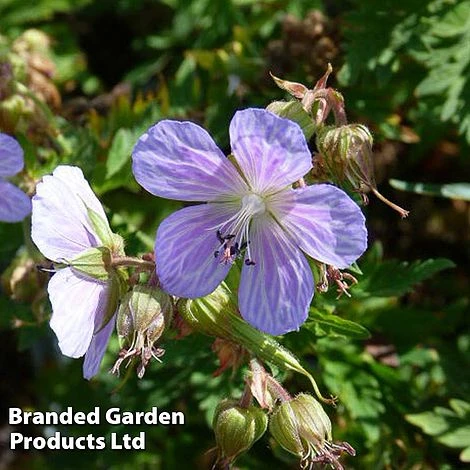 Geranium Pratense Mrs Kendall Clark 3 Geranium Pratense Mrs Kendall Clark