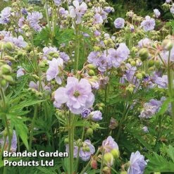 Geranium Doubles Hardy Collection -EcoFlora Sales Shop GERA CLOUDNINE S11175