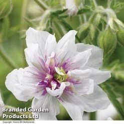 Geranium Doubles Hardy Collection -EcoFlora Sales Shop GERA DOUBLEJEW H01589