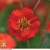 Geum 'Blazing Sunset' -EcoFlora Sales Shop GEUM BLAZ A1