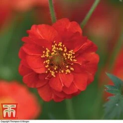 Geum 'Blazing Sunset' -EcoFlora Sales Shop GEUM BLAZ A3