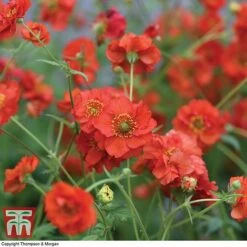 Geum 'Blazing Sunset' -EcoFlora Sales Shop GEUM BLAZ B3