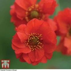 Geum 'Blazing Sunset' -EcoFlora Sales Shop GEUM BLAZ C1