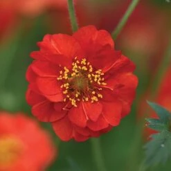 Geum 'Blazing Sunset' -EcoFlora Sales Shop GEUM BLAZ NOW1