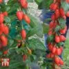 Goji Berry 'Big Lifeberry' -EcoFlora Sales Shop GOJI T66347 A1