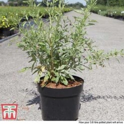Goji Berry 'Sweet Lifeberry' -EcoFlora Sales Shop GOJI T66348 F