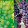 Grape Collection -EcoFlora Sales Shop GRAP CWW3249 A h
