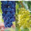 Grape Duo -EcoFlora Sales Shop GRAP KB1635 A