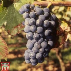 Grape 'Regent'