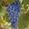 Grape 'Cabernet Franc' -EcoFlora Sales Shop GRAP TKA3698 B